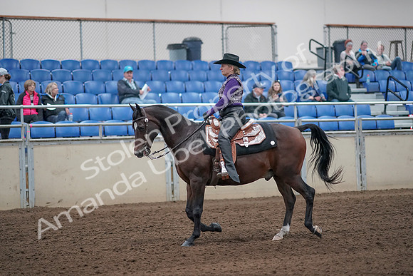 2019 Morgan Horse Show - Aug 31, 2019 - 10553