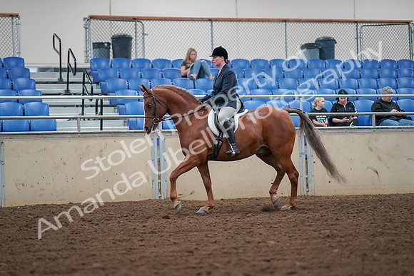 2019 Morgan Horse Show - Aug 30, 2019 - 16181
