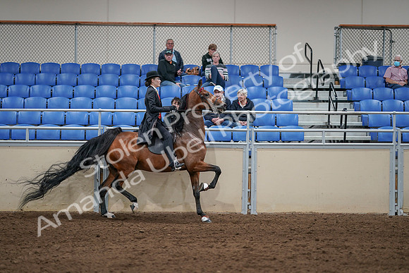 2020 - AB Morgan Horse - Sat, Sept 05 - 06808