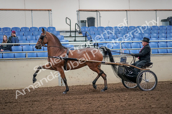2019 Morgan Horse Show - Aug 30, 2019 - 13200