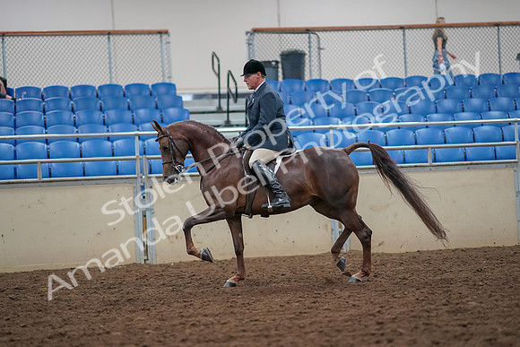 2019 Morgan Horse Show - Aug 30, 2019 - 17341