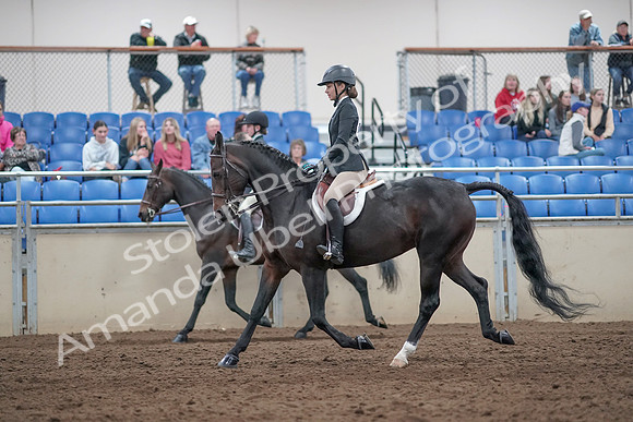 2019 Morgan Horse Show - Aug 31, 2019 - 20434