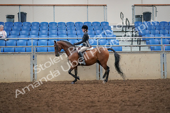2019 Morgan Horse Show - Aug 30, 2019 - 23149