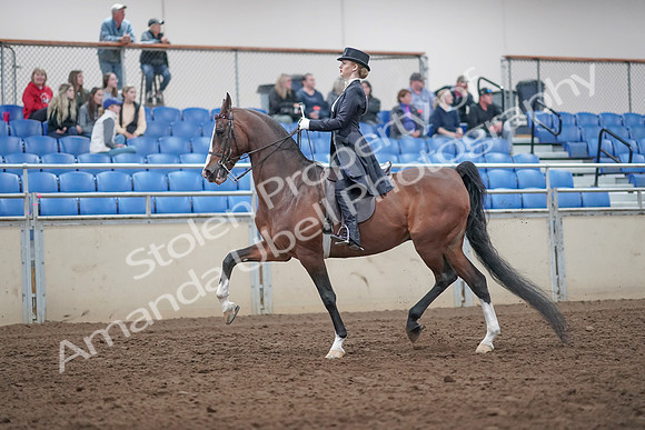2019 Morgan Horse Show - Aug 31, 2019 - 20380