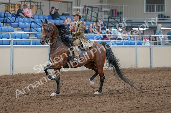 2020 - AB Morgan Horse - Fri, Sept 04 - 11146