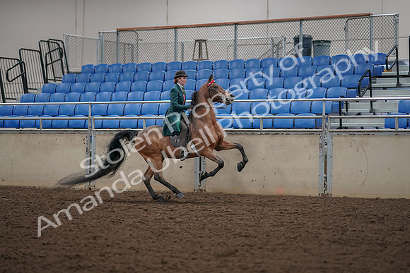 2019 Morgan Horse Show - Aug 30, 2019 - 28172