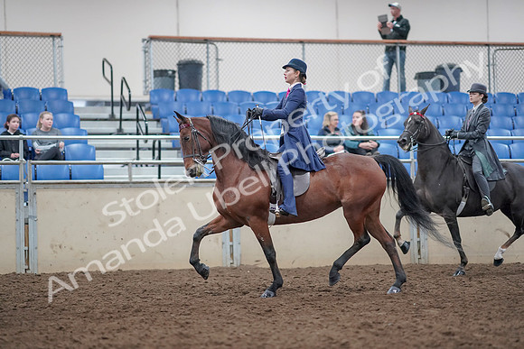 2019 Morgan Horse Show - Aug 31, 2019 - 09371