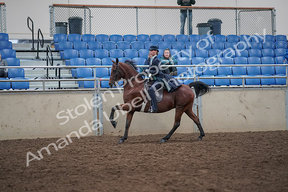 2019 Morgan Horse Show - Aug 31, 2019 - 09482