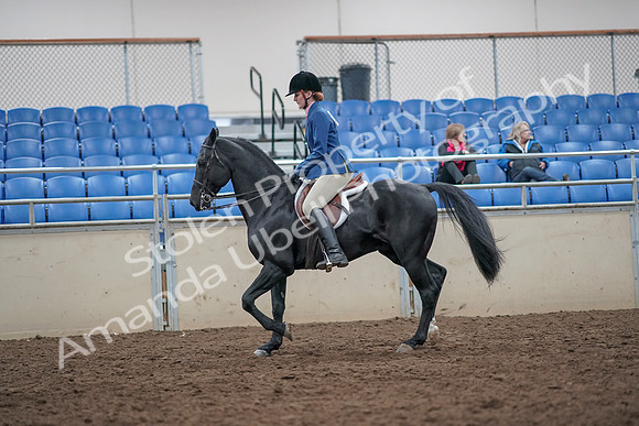 2019 Morgan Horse Show - Aug 31, 2019 - 16575