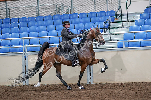 2020 - AB Morgan Horse - Sat, Sept 05 - 13230