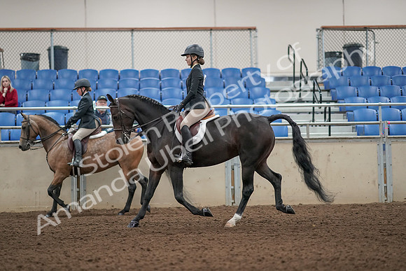 2019 Morgan Horse Show - Aug 31, 2019 - 04854