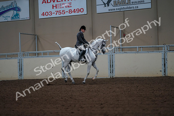 2019 Morgan Horse Show - Aug 30, 2019 - 17545