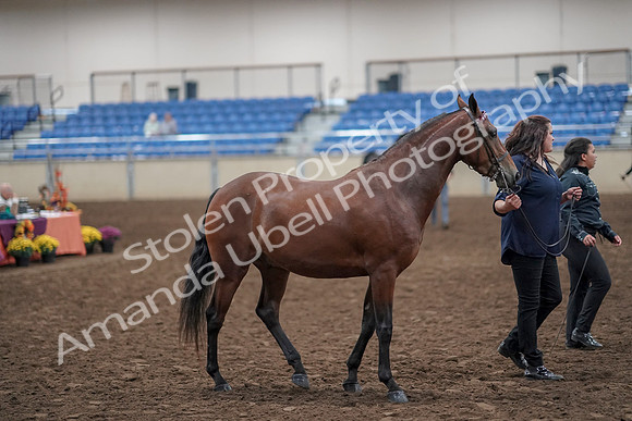 2019 Morgan Horse Show - Aug 31, 2019 - 01380