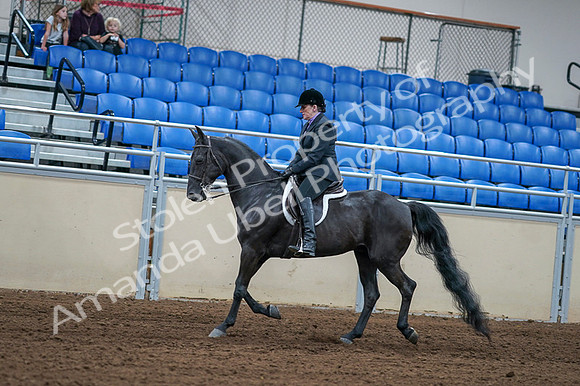 2020 - AB Morgan Horse - Fri, Sept 04 - 01532