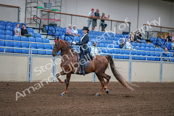 2020 - AB Morgan Horse - Fri, Sept 04 - 06249
