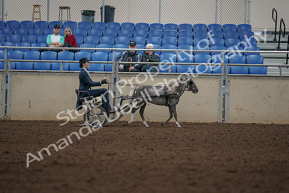 2019 Morgan Horse Show - Aug 31, 2019 - 04522