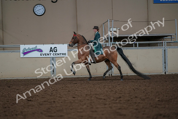 2019 Morgan Horse Show - Aug 30, 2019 - 27931