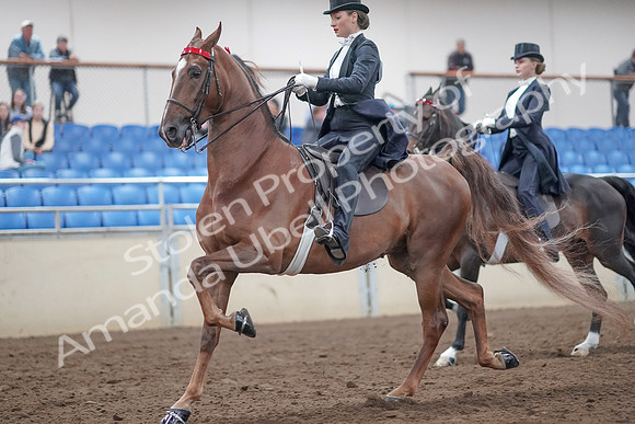 2019 Morgan Horse Show - Aug 31, 2019 - 20533