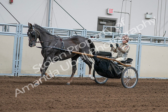 2020 - AB Morgan Horse - Sat, Sept 05 - 05875