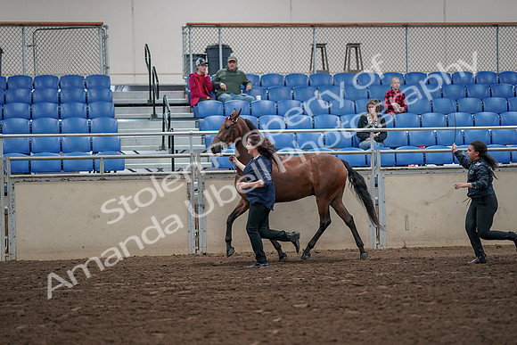 2019 Morgan Horse Show - Aug 31, 2019 - 01011