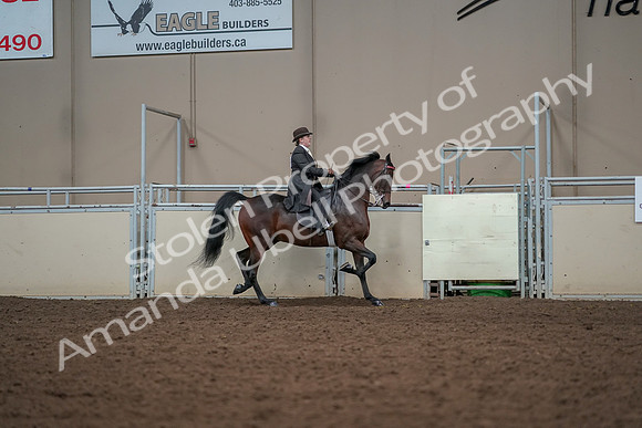 2019 Morgan Horse Show - Aug 30, 2019 - 28120