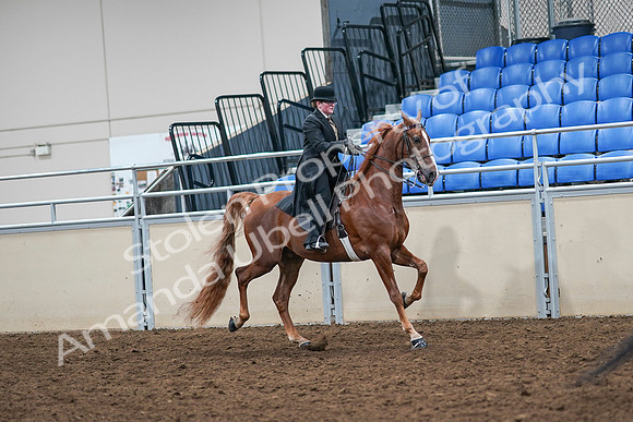 2020 - AB Morgan Horse - Sat, Sept 05 - 08248