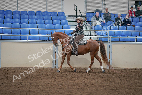 2020 - AB Morgan Horse - Fri, Sept 04 - 08349