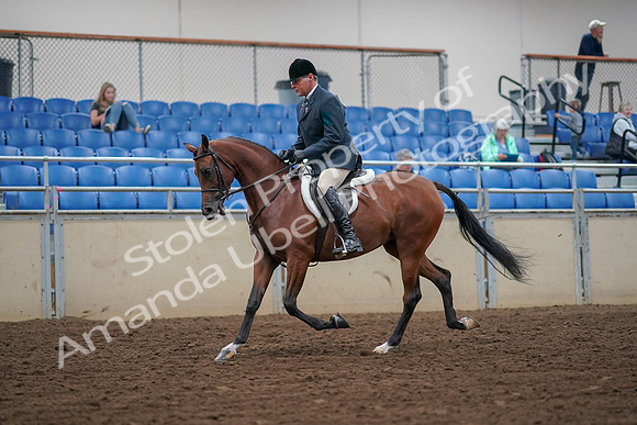 2019 Morgan Horse Show - Aug 30, 2019 - 16118