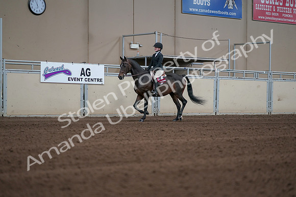 2019 Morgan Horse Show - Sept 01, 2019 - 03961