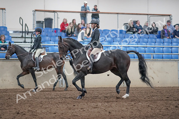 2019 Morgan Horse Show - Aug 31, 2019 - 20425