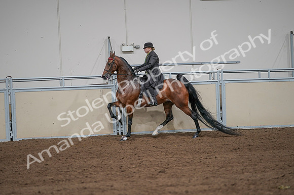 2020 - AB Morgan Horse - Fri, Sept 04 - 09650