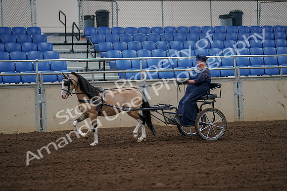 2019 Morgan Horse Show - Aug 30, 2019 - 13118