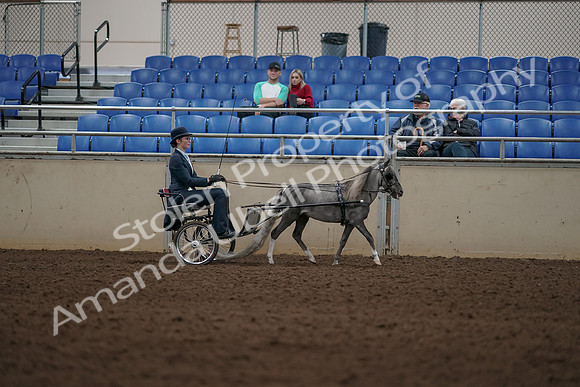 2019 Morgan Horse Show - Aug 31, 2019 - 04419