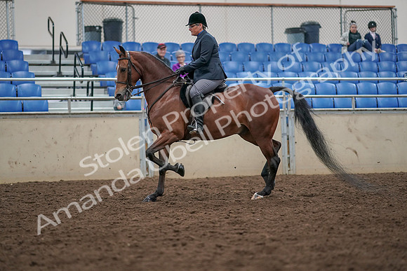 2019 Morgan Horse Show - Aug 30, 2019 - 19889