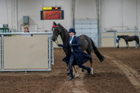2020 - AB Morgan Horse - Fri, Sept 04 - 00667
