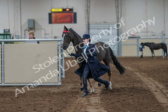 2020 - AB Morgan Horse - Fri, Sept 04 - 00667