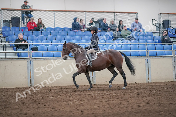 2019 Morgan Horse Show - Aug 31, 2019 - 19420