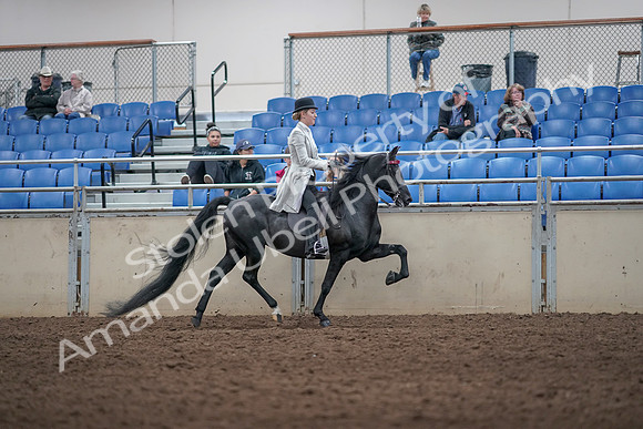 2019 Morgan Horse Show - Aug 31, 2019 - 09624