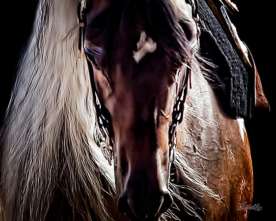 Arabians - 040