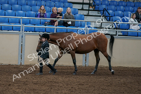 2020 - AB Morgan Horse - Fri, Sept 04 - 00899