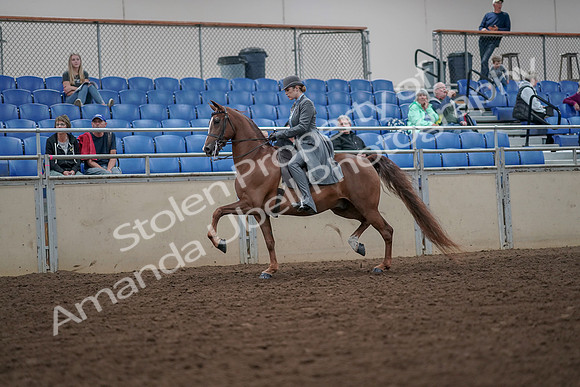 2019 Morgan Horse Show - Aug 30, 2019 - 15451