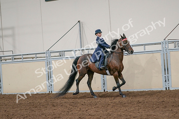 2020 - AB Morgan Horse - Sat, Sept 05 - 04831