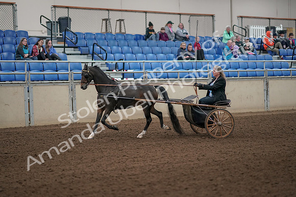 2019 Morgan Horse Show - Aug 31, 2019 - 04224
