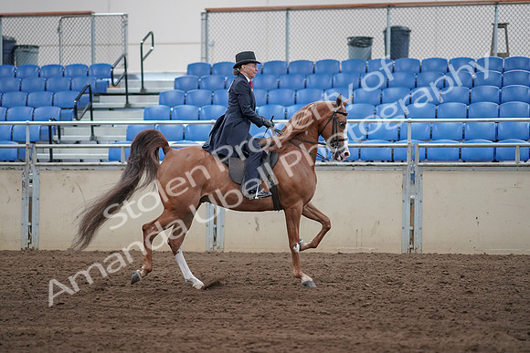 2019 Morgan Horse Show - Sept 01, 2019 - 11978