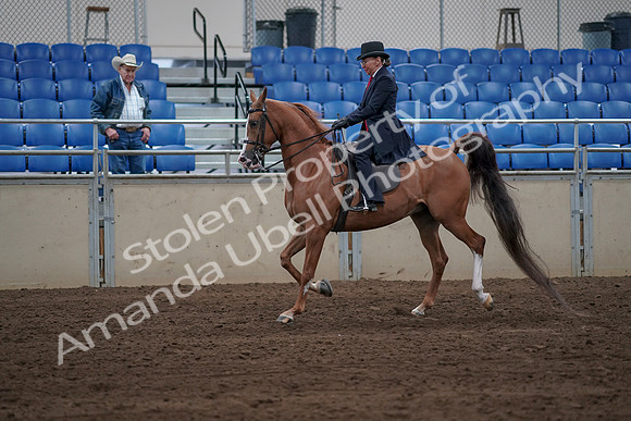 2019 Morgan Horse Show - Sept 01, 2019 - 11970