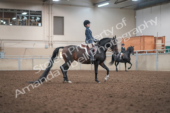 2019 Morgan Horse Show - Aug 31, 2019 - 19614