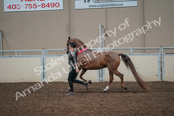 2019 Morgan Horse Show - Aug 31, 2019 - 01472