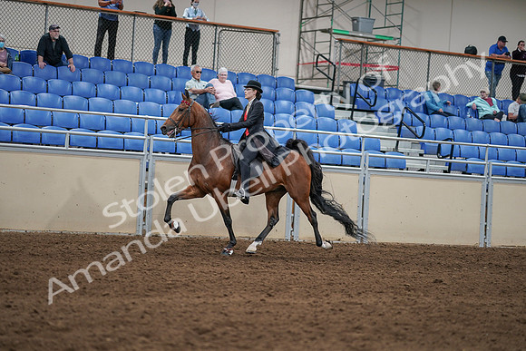 2020 - AB Morgan Horse - Sat, Sept 05 - 06734