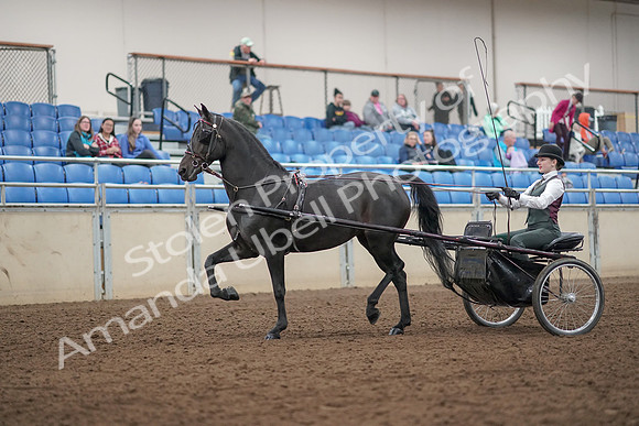 2019 Morgan Horse Show - Aug 31, 2019 - 04626