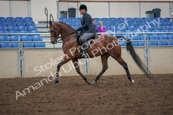 2019 Morgan Horse Show - Aug 30, 2019 - 19893